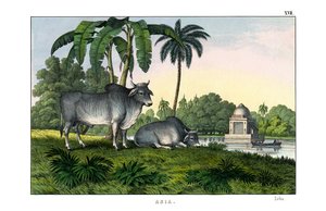 Zebu autorstwa English School