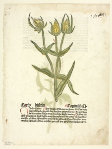 Oset (recto) i pąki ostu (verso) z Gart Der Gesundheit (zwanego również Hortus sanitatis lub Garden of Health), plansza 32 z drzeworytów z książek z XV wieku
