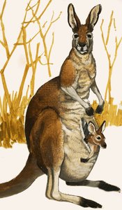 Kangur