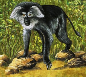 Dziwne małpy