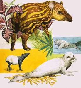 Tapir malajski i atlantycka foka szara