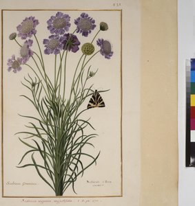 Cała strona: studium rośliny, ok. 1650-75 autorstwa Erich Lessing