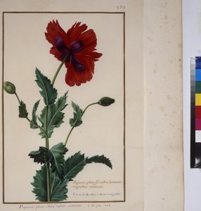 Cała strona: studium rośliny, ok. 1650-75 autorstwa Erich Lessing