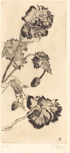 Kwiaty (Fleurs)