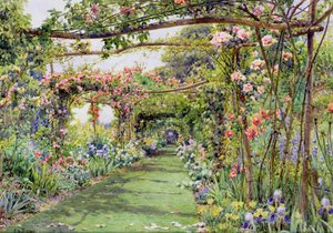 Różana Pergola, Blackhurst House, Tunbridge Wells, Kent