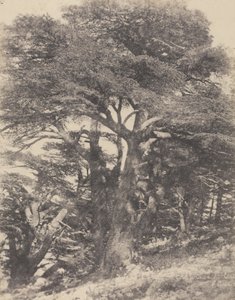 Groupe de Cèdres de Mt. Liban / [Grupa drzew cedrowych, Góra Liban]