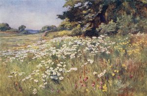 Słońce w Meadowland