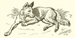 Wilk w owczej skórze