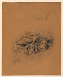 Ptaki autorstwa Ernest Thompson Seton