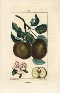 Jabłoń - Jabłoń, Malus domestica, z gałązką, liśćmi, owocami, kwiatami i dojrzałymi owocami w sekcji uwidaczniającej nasiona. Ręcznie barwiony miedzioryt punktowany autorstwa Lamberta Juniora z rysunku Ernestine Panckoucke z Chaumeton, Poiret i Chamberet