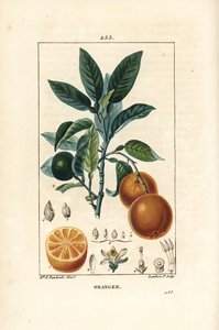 Bigaradier, Orange, Citrus aurantium, z gałązkami, liśćmi, kwiatami, dojrzałymi i niedojrzałymi owocami oraz przekrojem owoców. Ręcznie barwiony miedzioryt punktowany autorstwa Lamberta Juniora z rysunku Ernestine Panckoucke z Chaumeton, Poiret and Chamber