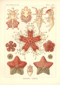 Asteridea - Gwiazda Morza, Pl.40. z 