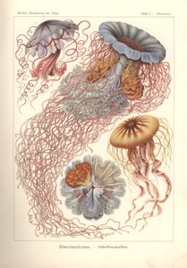 Discomedusae - Meduza dyskowa, pl. 8 z 