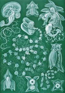 Przykłady Siphonophorae z „Art Forms of Nature”