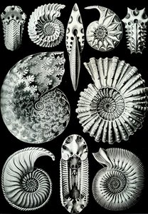 Ilustracja Ammonitidy z „Art Forms of Nature” 1904 (lito)