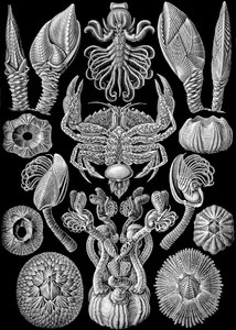 Ilustracja Cirripedii z „Art Forms of Nature” 1904 (lito) autorstwa Ernst (after) Haeckel