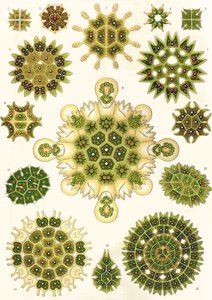 Odmiany Pediastrum z „Form artystycznych natury”