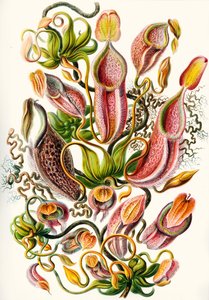 kolekcja Nepenthaceae z 