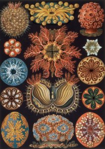 Ascidiae, tablica 85 z `Formy sztuki natury`