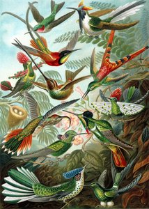 Przykład z rodziny Trochilidae, „sztuczne formy przyrody”