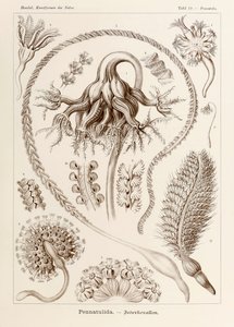 Talerz 19 Pennatula Pennatulida z „Kunstformen der Natur” (Formy sztuki w naturze) z ilustracjami Ernsta Haeckela (1834-1919)