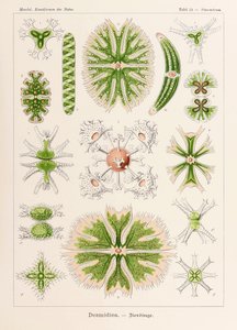 Tabliczka 24 Staurastrum Desmidiea z „Kunstformen der Natur” (Formy sztuki w naturze) z ilustracjami Ernsta Haeckela (1834-1919)