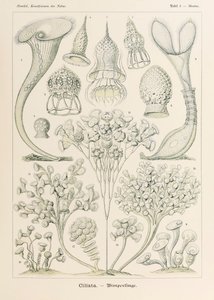 Tabliczka 3 Stentor Ciliata z „Kunstformen der Natur” (Formy sztuki w przyrodzie) z ilustracjami Ernsta Haeckela (1834-1919)