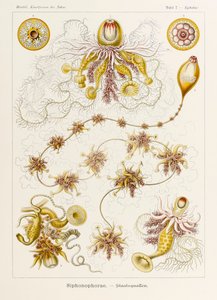 Tablica 7 Epibulia Siphonophorae z 