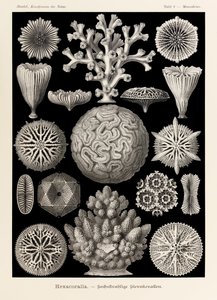 Tabliczka 9 Maeandrina Hexacoralla z „Kunstformen der Natur” (Formy sztuki w przyrodzie) z ilustracjami Ernsta Haeckela (1834-1919)