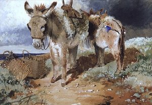 Osły, 1855
