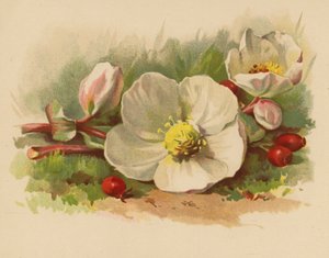 Róża bożonarodzeniowa i jagody (chromolitho)
