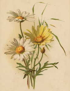 Stokrotki (chromolitho)