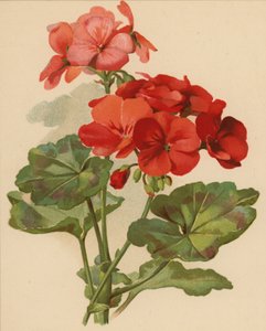Geranium (chromolitho)