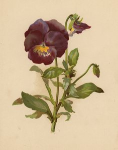 Bratek (chromolitho)