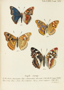 Motyle Motyle, 1777-1794. autorstwa Eugen Johann Christoph Esper