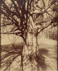 Drzewo (Garche) Buk autorstwa Eugène Atget