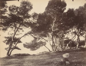Cannes, Ile Saint Honorat, ok. 1899-1927 (zdjęcie) autorstwa Eugène Atget