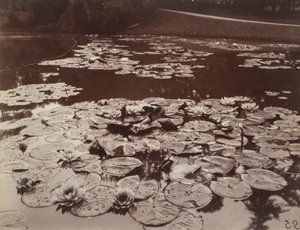 Nenufary autorstwa Eugène Atget