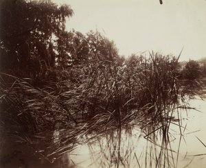 Trzciny, Staw w Plessis-Piquet autorstwa Eugène Atget