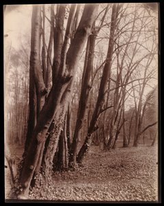  autorstwa Eugène Atget