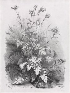 Grupy różnych roślin rysowanych po naturze: nr 7, 1848. autorstwa Eugene Bléry