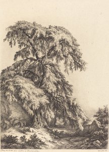 Drzewo jałowca, 1840.