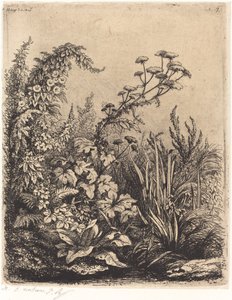 La petite berle aux liserons Mały pasternak wodny z powójem, opublikowany w 1849 r. autorstwa Eugene Bléry
