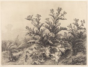 Duży oset, 1843. autorstwa Eugene Bléry