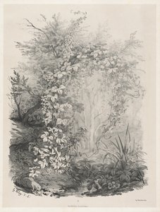 Rośliny i bluszcze nad strumieniem, 18481849.