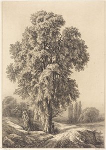 Wiąz, 1840.