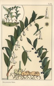 Ilustracja botaniczna foki Salomona, Polygonatum multiflorum autorstwa Eugene Grasset