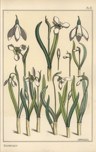 Ilustracja botaniczna przebiśnieg, Galanthus nivalis autorstwa Eugene Grasset