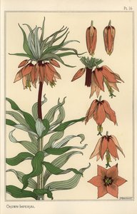 Ilustracja botaniczna cesarskiego kwiatu korony, Fritillaria imperialis autorstwa Eugene Grasset