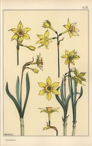 Ilustracja botaniczna żonkila, Narcissus jonquilla, przedstawiająca części kwiatu autorstwa Eugene Grasset